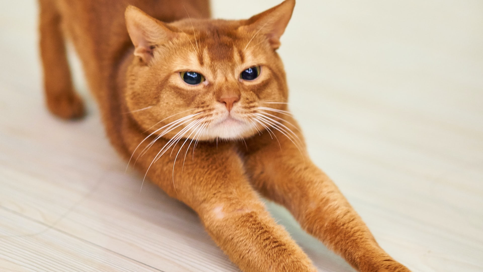 Top 10 Yoga Poses for Stress Relief and Relaxation
